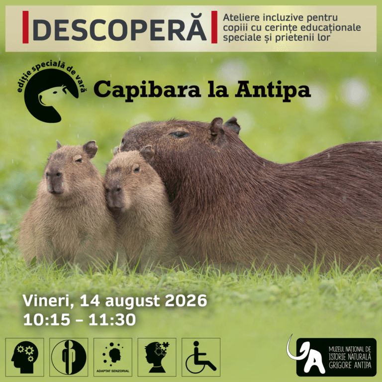 Descoperă. Uriașii din Muzeul Antipa