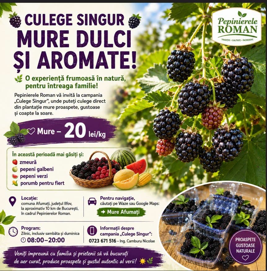 Culege Singur Mure Dulci și Gustoase