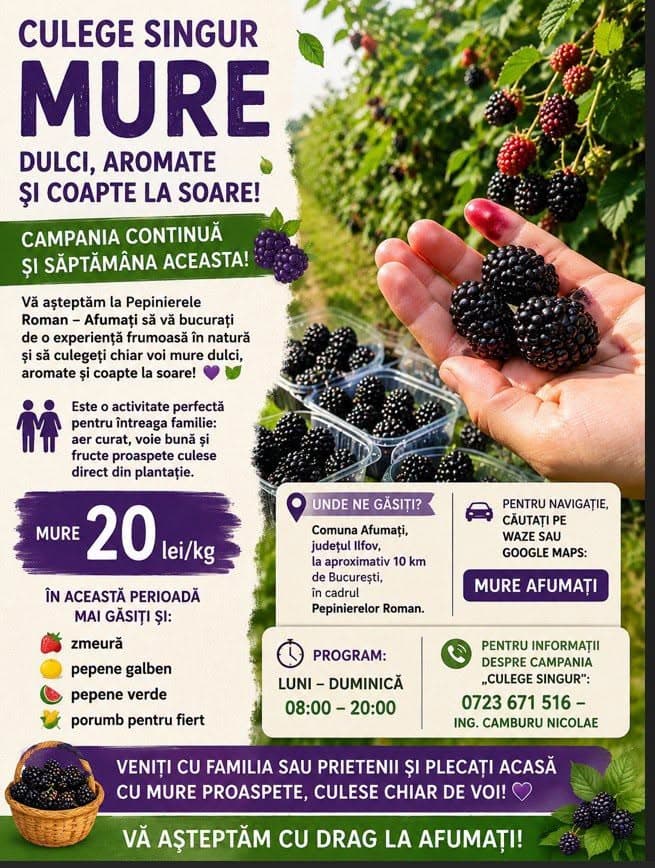 Culege Singur Mure Dulci și Gustoase