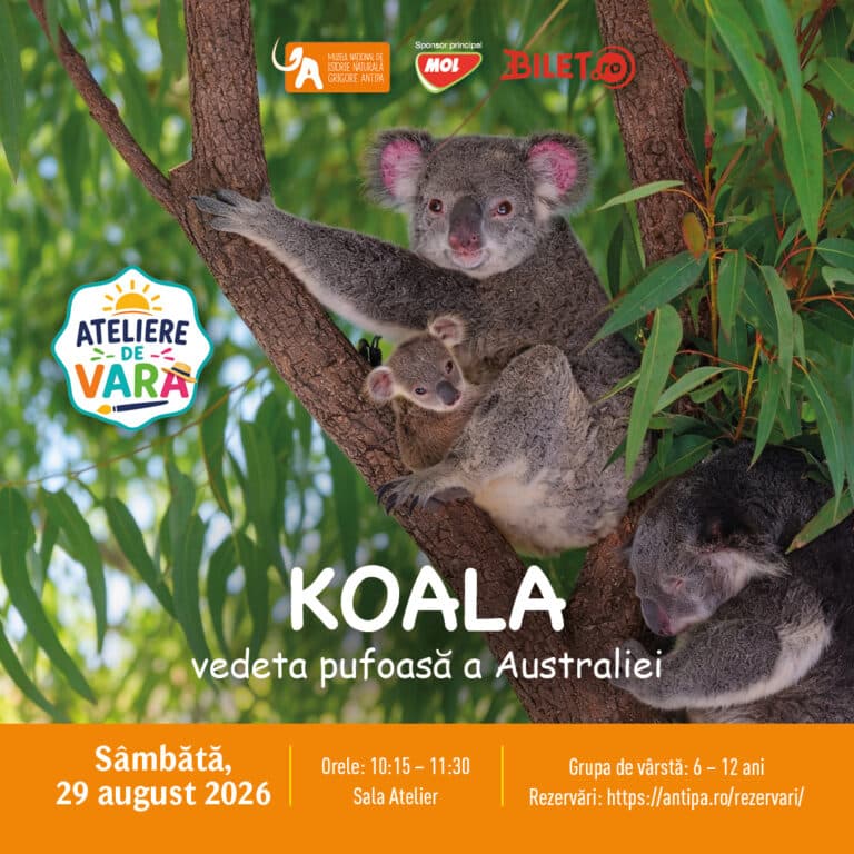 Koala – vedeta pufoasă a Australiei