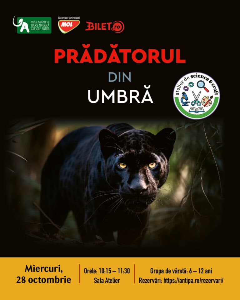 Prădătorul din umbră – pantera neagră